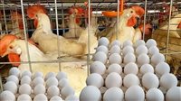 سعر الدواجن اليوم الأحد في الأسواق