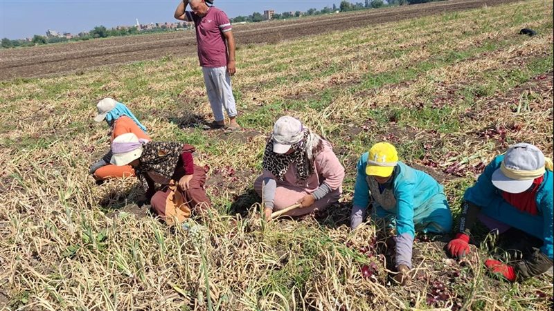 سعر القنطار نزل النص، خسائر المزارعين تقتل فرحة حصاد البصل في القليوبية (فيديو)