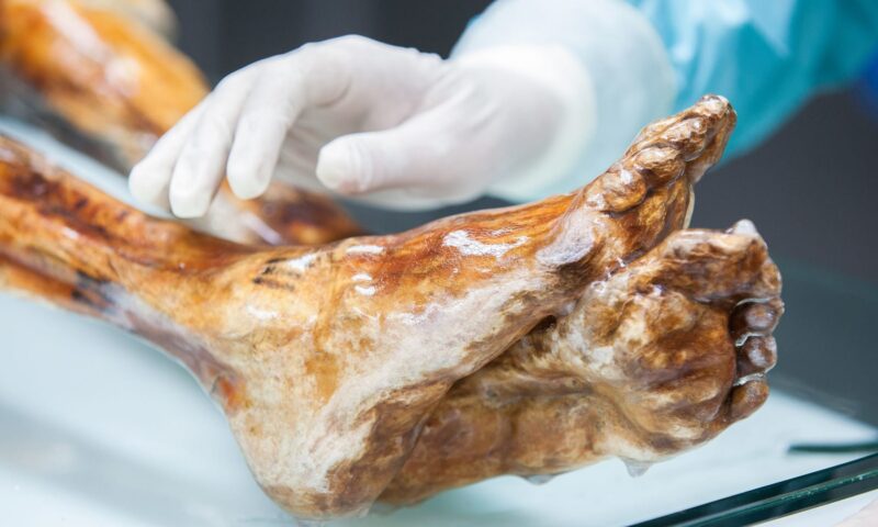 بعد أكثر من 5 آلاف عام.. ميكروبات أوتزي رجل الجليد تستعيد نشاطها؟