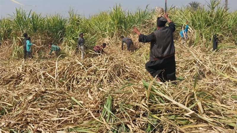 تحرك برلماني حول تأخر صرف مستحقات مزارعي قصب السكر