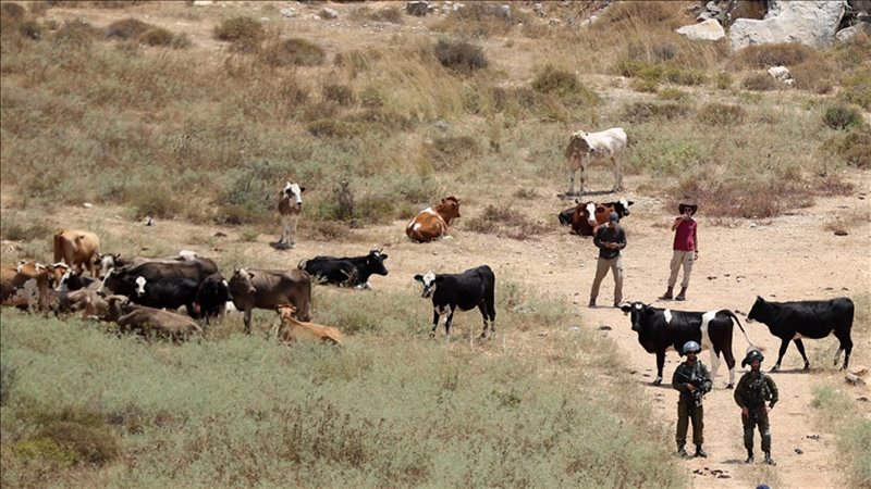 الاستيطان الرعوي يهدد الوجود البدوي الفلسطيني في الضفة الغربية