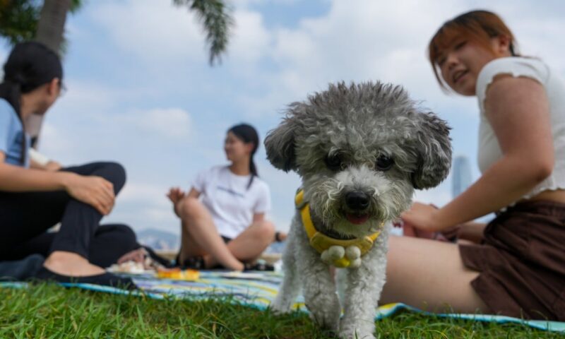 Hong Kong steps up random dog licence checks, warns owners of prosecutions
