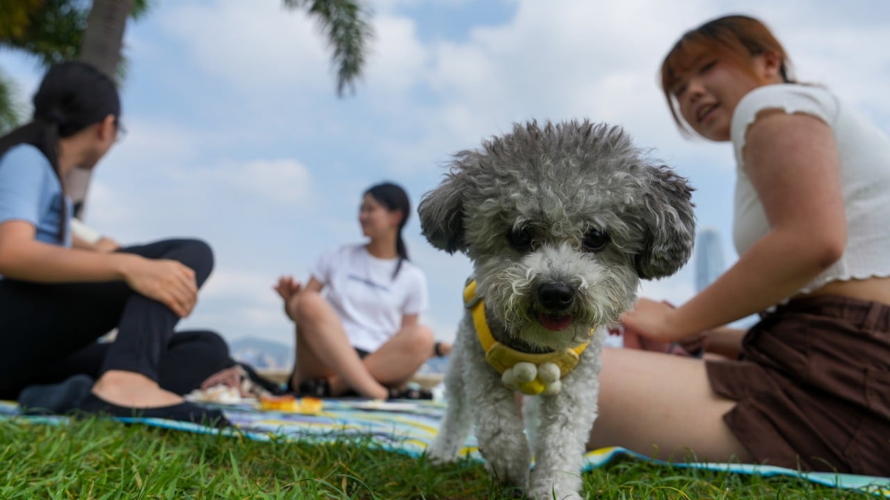 Hong Kong steps up random dog licence checks, warns owners of prosecutions