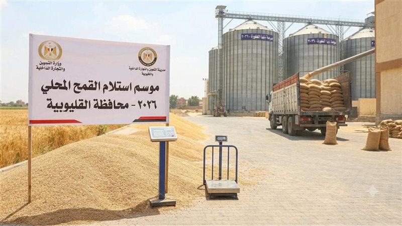 تموين القليوبية: توريد أكثر من 93.5 ألف طن قمح