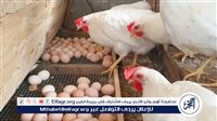 أسعار الفراخ والبيض اليوم الأربعاء 3 يونيو 2026 في الأقصر