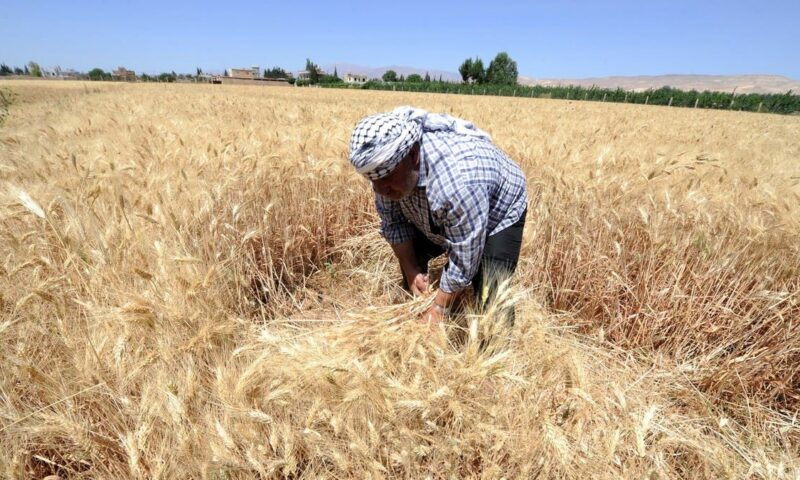 توقعات بزيادة محصول القمح السوري لأكثر من المثلين في 2026
