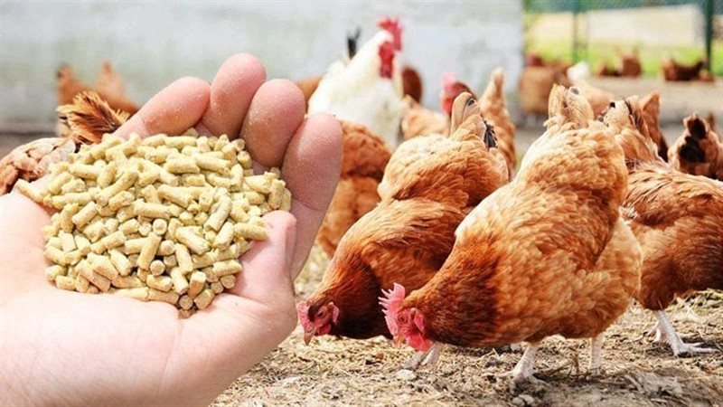 انخفاض الذرة، أسعار الأعلاف والحبوب اليوم الخميس في الأسواق