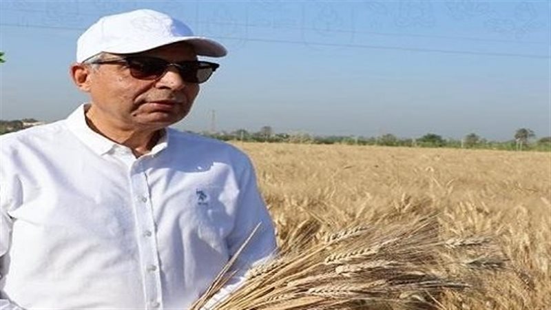 محافظة المنيا تعلن نجاح موسم توريد القمح المحلي بأكثر من 527 ألف طن