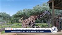 موعد افتتاح حديقة حيوان الجيزة 2026.. عودة «جنينة الحيوانات» بعد تطوير شامل