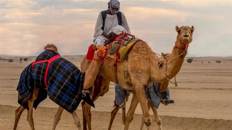 تفسير حلم ركوب الجمل في المنام وعلاقته بالتغلب على الأعداء