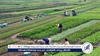 معلومات المناخ يحذر المزارعين ويقدم نصائح عاجلة مع بداية النصف الحار من العام