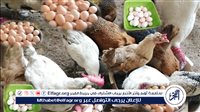 أسعار الفراخ والبيض اليوم الإثنين 8 يونيو 2026 في الأقصر