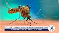 لماذا استعانت «جوجل» بـ«الزاعجة المصرية» لمكافحة الفيروسات القاتلة في أمريكا؟