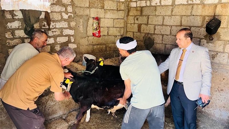 تحصين 250 ألف رأس ماشية ضد الحمى القلاعية والوادي المتصدع بالدقهلية