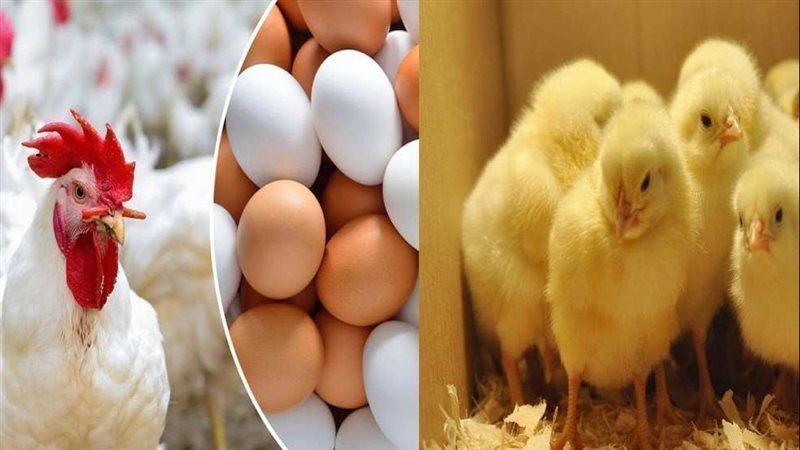 صناعة الدواجن بين مطرقة الشائعات وسندان تقلبات السوق.. شعبة الثروة الداجنة توضح كواليس الأزمة وحلول الاستدامة.. والزيادة غير المسبوقة في الإنتاج أبرز أسباب تراجع الأسعار