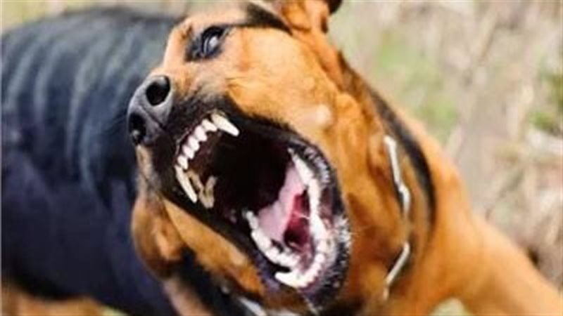 بالأسماء، تفاصيل إصابة 9 أشخاص بعقر حيوان مفترس بقنا