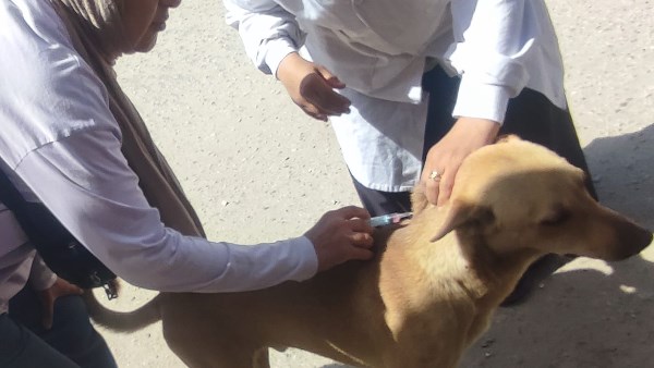 طب بيطري الجيزة: تحصين 7674 وتعقيم 1294 كلب بشلتر إمبابة