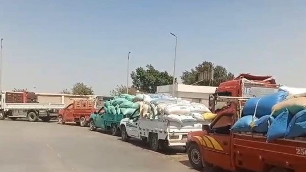 استلام أكثر من 309 ألف طن قمح محلي بصوامع وشون بني سويف منذ بداية موسم الحصاد