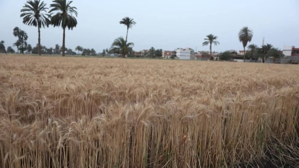 وكيل زراعة الشيوخ: الفلاح المصري شريك أساسي في تحقيق الرقم التاريخي لتوريد القمح