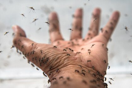 جحافل “الوشواشة” تغزو عدّة مناطق والمواطنون يشتكون من تفاقم الظاهرة