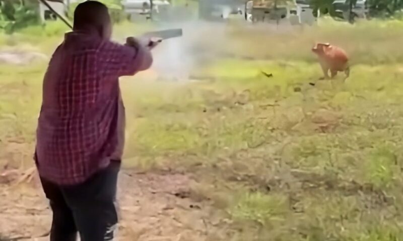 Anger as Malaysian state leader shoots Eid cow with shotgun