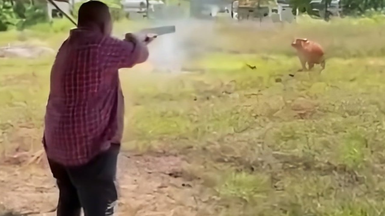 Anger as Malaysian state leader shoots Eid cow with shotgun