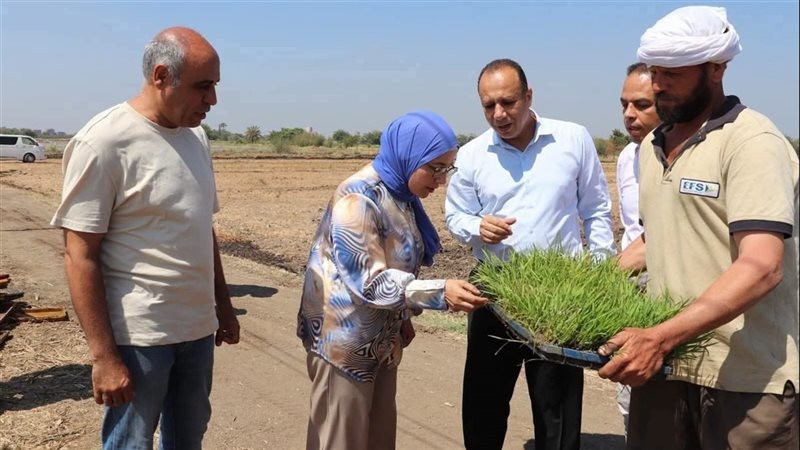 جامعة بنها تطلق الموسم البحثي الجديد لزراعة الأرز لإنتاج أصناف موفرة للمياه