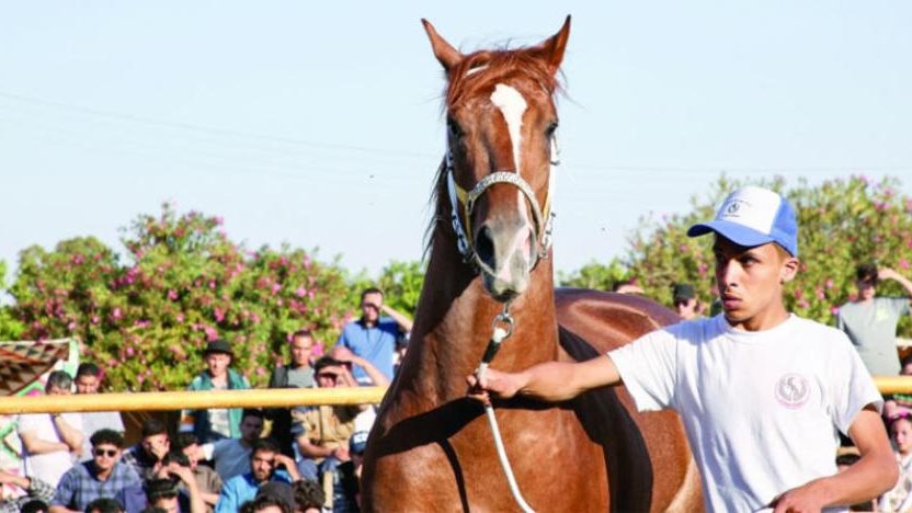نائب الشيوخ : صناعة الخيل العربي الأصيل فرصة واعدة لتعزيز الاقتصاد