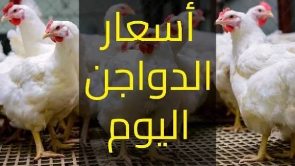بورصة الدواجن اليوم.. الأسعار من 60 جنيها والعروض والتخفيضات تنعش حركة البيع