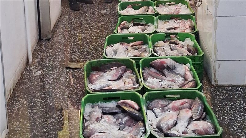ضبط نصف طن أسماك غير صالحة قبل ترويجها بأحد مطاعم مدينة أسيوط