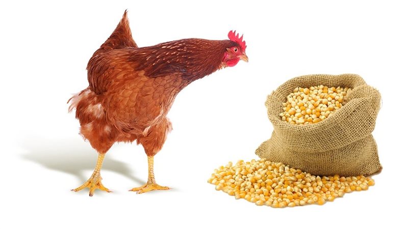 انخفاض الصويا والذرة والجلوتوفيد، أسعار الأعلاف والحبوب اليوم في الأسواق