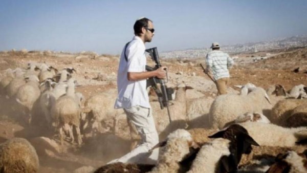 مستوطنون يسرقون أغنام الفلسطينيين جنوب نابلس