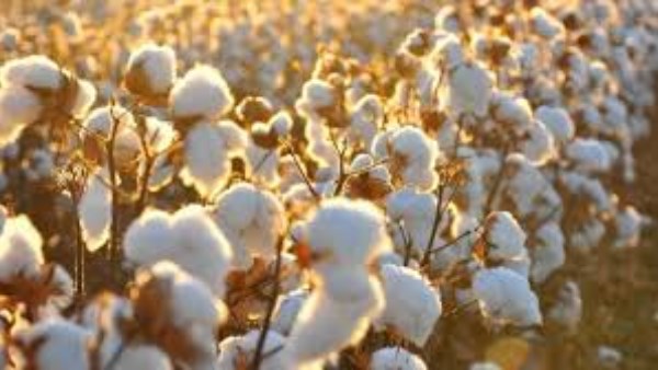 مع تراجع الإنتاج والصادرات.. استهلاك القطن المصري يقفز 70%