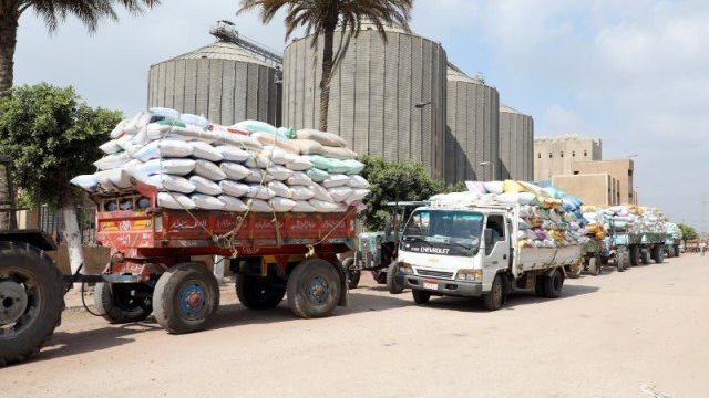 استلام  318  ألف طن  من الأقماح المحلية بصوامع وشون بني سويف منذ بداية موسم الحصاد