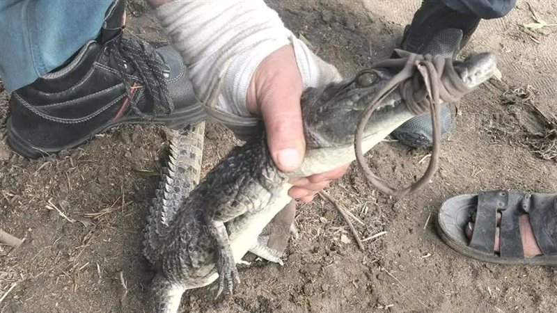 محافظ القليوبية يشكل لجنة مكبرة لفحص واقعة ظهور تمساح بمصرف الحصافة