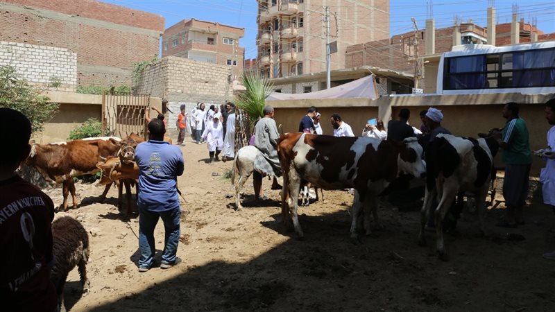 للحفاظ على الثروة الحيوانية، جامعة الفيوم تنظم قافلة بيطرية بقرية منشأة الخطيب