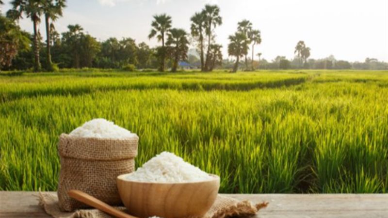 تعرف على سعر الأرز في الأسواق اليوم التلاثاء