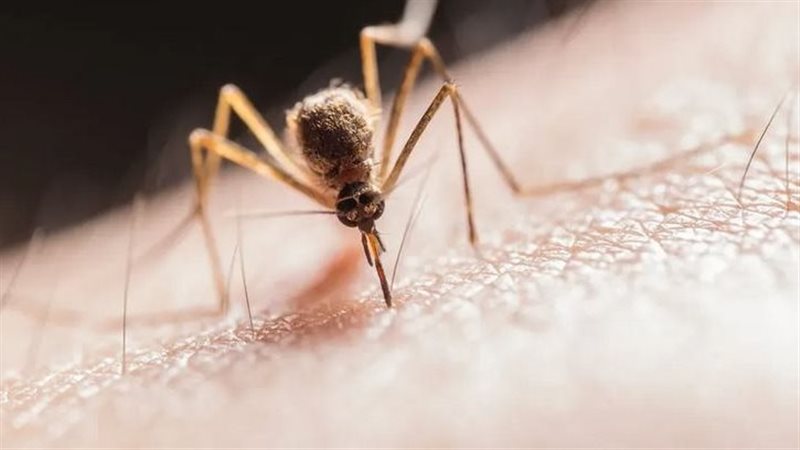 الصحة تقدم 5 نصائح للوقاية من البعوض خلال فصل الصيف