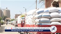 توريد أكثر من 309 ألف طن قمح للشون والصوامع ببني سويف