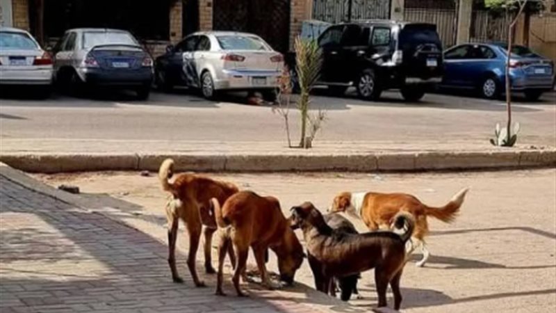 هل يجوز قتل الكلاب الضالة؟ أمين الفتوى يرد