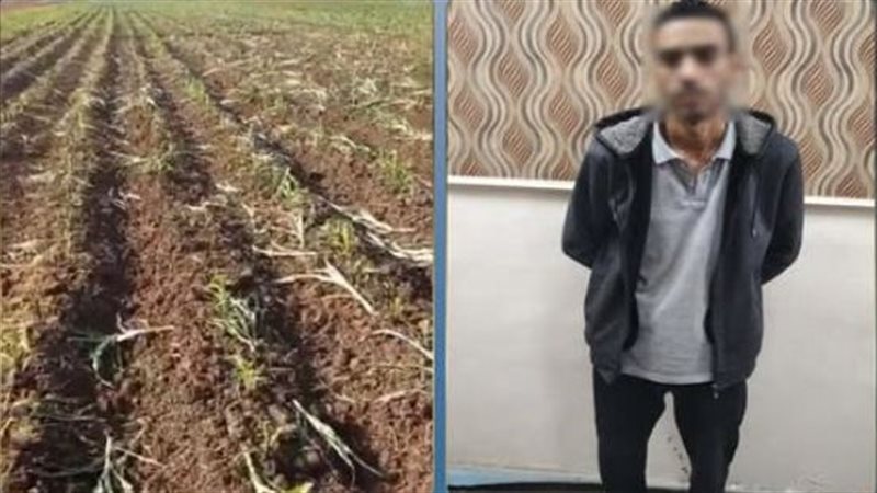 ضبط عامل بتهمة إتلاف محصول مزارع في البحيرة