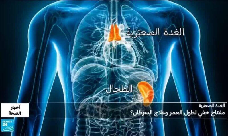 الغدة الصعترية.. هل هي مفتاح خفي لطول العمر؟