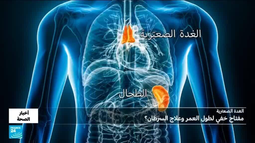 الغدة الصعترية.. هل هي مفتاح خفي لطول العمر؟