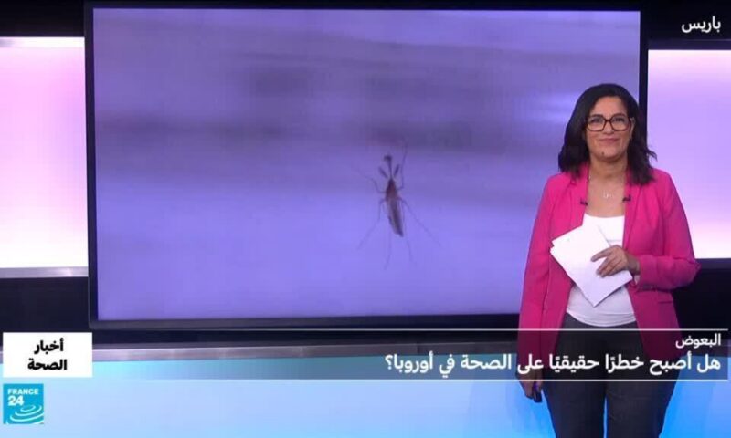 هل أصبح البعوض خطرا حقيقيا على الصحة؟