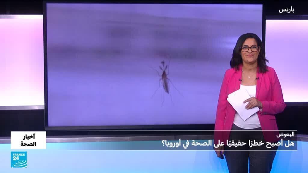 هل أصبح البعوض خطرا حقيقيا على الصحة؟