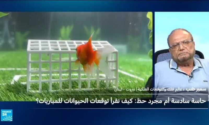 حيوانات تتوقع نتائج مباريات المونديال وعالم فلك يُرجح كفة فرنسا وهولندا