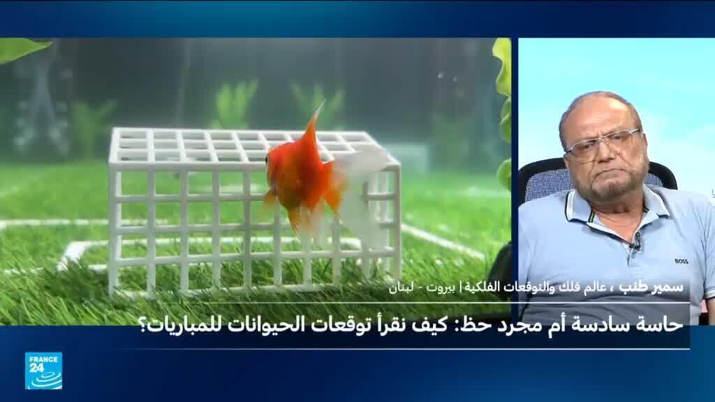 حيوانات تتوقع نتائج مباريات المونديال وعالم فلك يُرجح كفة فرنسا وهولندا