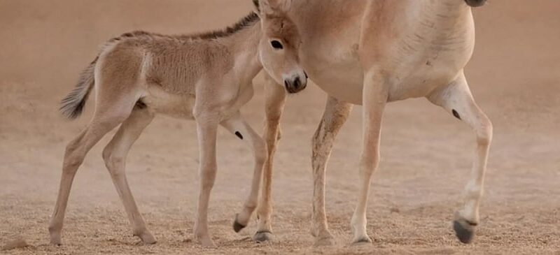 تسجيل ولادة أول مهر للحمار البري الآسيوي على أرض المملكة منذ أكثر من 100 عام