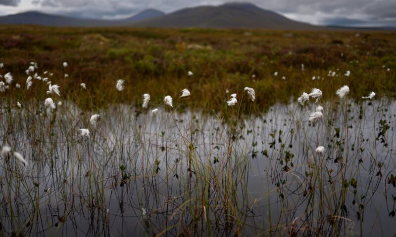 World Peatland Day: How this vital habitat is coming back to life in Scotland – Gillian Martin