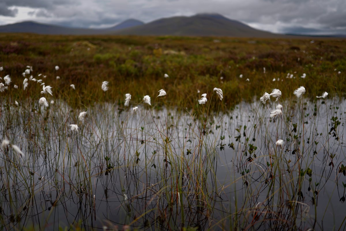 World Peatland Day: How this vital habitat is coming back to life in Scotland – Gillian Martin